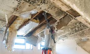 Best Mold Remediation for Healthcare Facilities in Springtown, TX